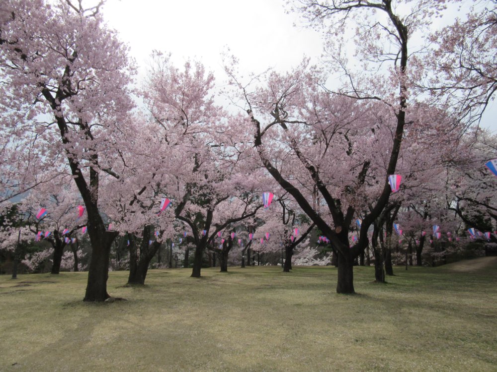 伊那市の遺品整理対応エリア（高遠城址公園のある盆地都市）